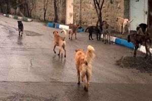 ضرورت ساماندهی سگ های ولگرد در مناطق شهری وروستایی مازندران