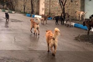 ضرورت ساماندهی سگ های ولگرد در مناطق شهری وروستایی مازندران
