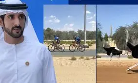 کورس سرعت ولیعهد دبی با شترمرغ‌ها!/ ویدئو