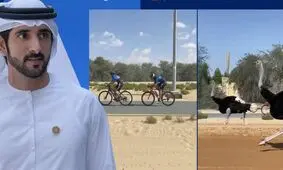 کورس سرعت ولیعهد دبی با شترمرغ‌ها!/ ویدئو