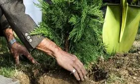 ۱۰۰ هکتار جنگل کرمانشاه با نهال‌کاری احیا شد