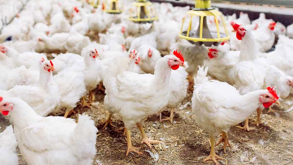 صنعت طیور خراسان جنوبی متاثر از آنفلوآنزای پرندگان