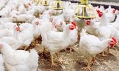 صنعت طیور خراسان جنوبی متاثر از آنفلوآنزای پرندگان