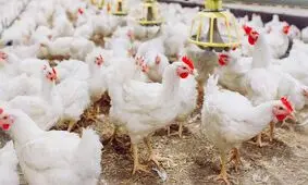 صنعت طیور خراسان جنوبی متاثر از آنفلوآنزای پرندگان