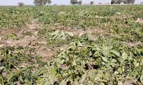 سرما بیش از ۱۶۳ میلیارد تومان به کشاورزان جنوب کرمان خسارت زد