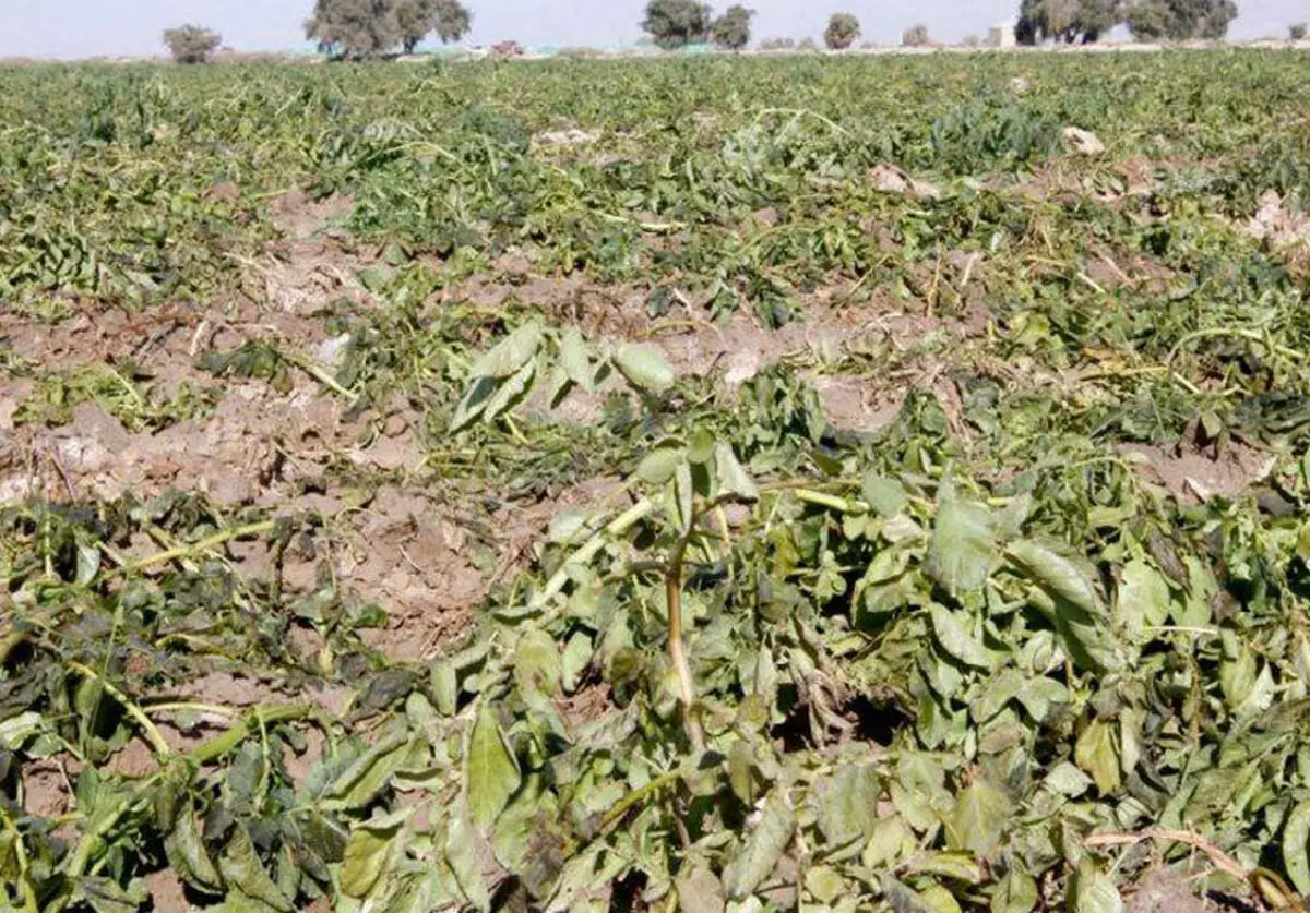 سرما بیش از ۱۶۳ میلیارد تومان به کشاورزان جنوب کرمان خسارت زد