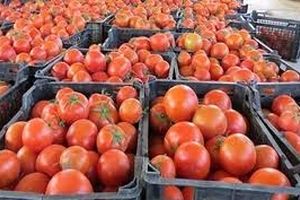 صادرات رب و گوجه فرنگی استان بوشهر نیازمند روان سازی است