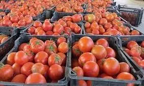 صادرات رب و گوجه فرنگی استان بوشهر نیازمند روان سازی است