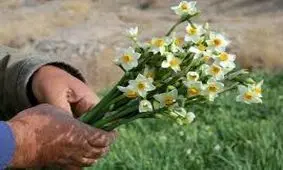 گل‌های نرگس از خوسف تا دُبی