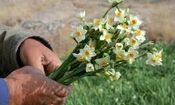 گل‌های نرگس از خوسف تا دُبی