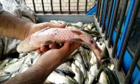 دستگیری صیاد غیرمجاز در تالاب شادگان