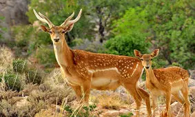 برنامه جامع مدیریت زیستگاه‌های گوزن زرد استان فارس تدوین شد