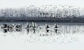 تالاب انزلی؛ مقصد همه ساله مهاجران سیبری/ مراقب این میزبان مهربان باشیم