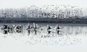 تالاب انزلی؛ مقصد همه ساله مهاجران سیبری/ مراقب این میزبان مهربان باشیم