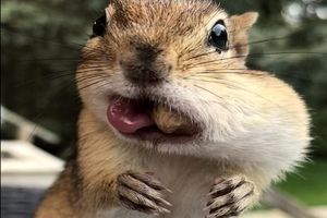 تصاویر جالب از سنجاب‌ها با دهان پر از آجیل!