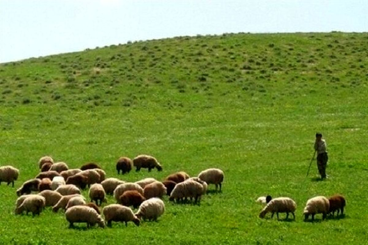 بازگشت ۴۷۰ هکتار از مراتع گنبد به منابع طبیعی