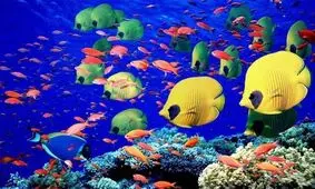 شهرک ماهیان زینتی کاشان ۱۷۰۰ اشتغال ایجاد می‌کند