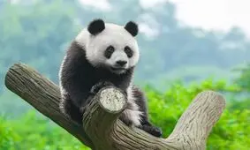 غذا خوردن بامزه یک پاندا را ببینید