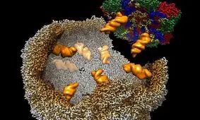 کشف جزئیاتی در مورد روند اسرارآمیز عفونی شدن ویروس‌ها