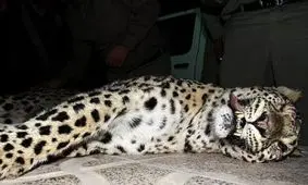 پرداخت خسارات پلنگ در سال 96 وارد فاز اجرایی شد