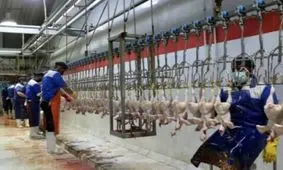 ۶۰ درصد مرغ استان هرمزگان در بستک تولید می‌شود