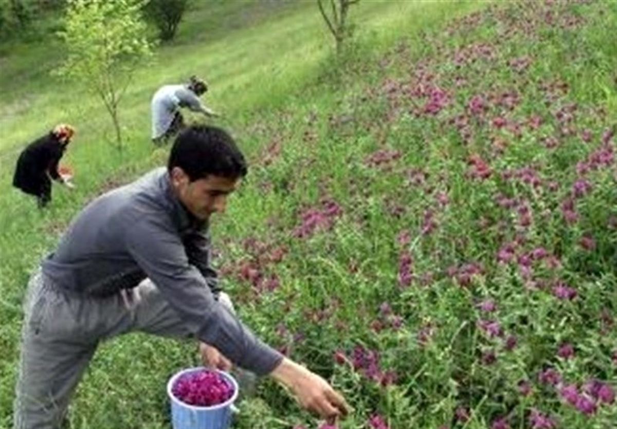 ۴۲۱ هکتار از عرصههای طبیعی کردستان با گیاهان دارویی غنیسازی شد