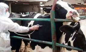 طرح رایگان مایه‌کوبی تب‌مالت ۶۵ هزار راس جمعیت دامی میاندوآب‌ آغاز شد