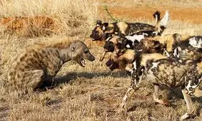 تلاش کفتار برای سرقت شکار از سگ‌های وحشی/ ویدئو