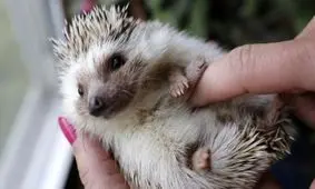 تصویر جالب اسکلت جوجه‌تیغی را ببینید