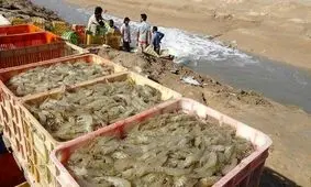 موانع واگذاری اراضی پرورش میگوی منطقه کرگان میناب برطرف می‌شود