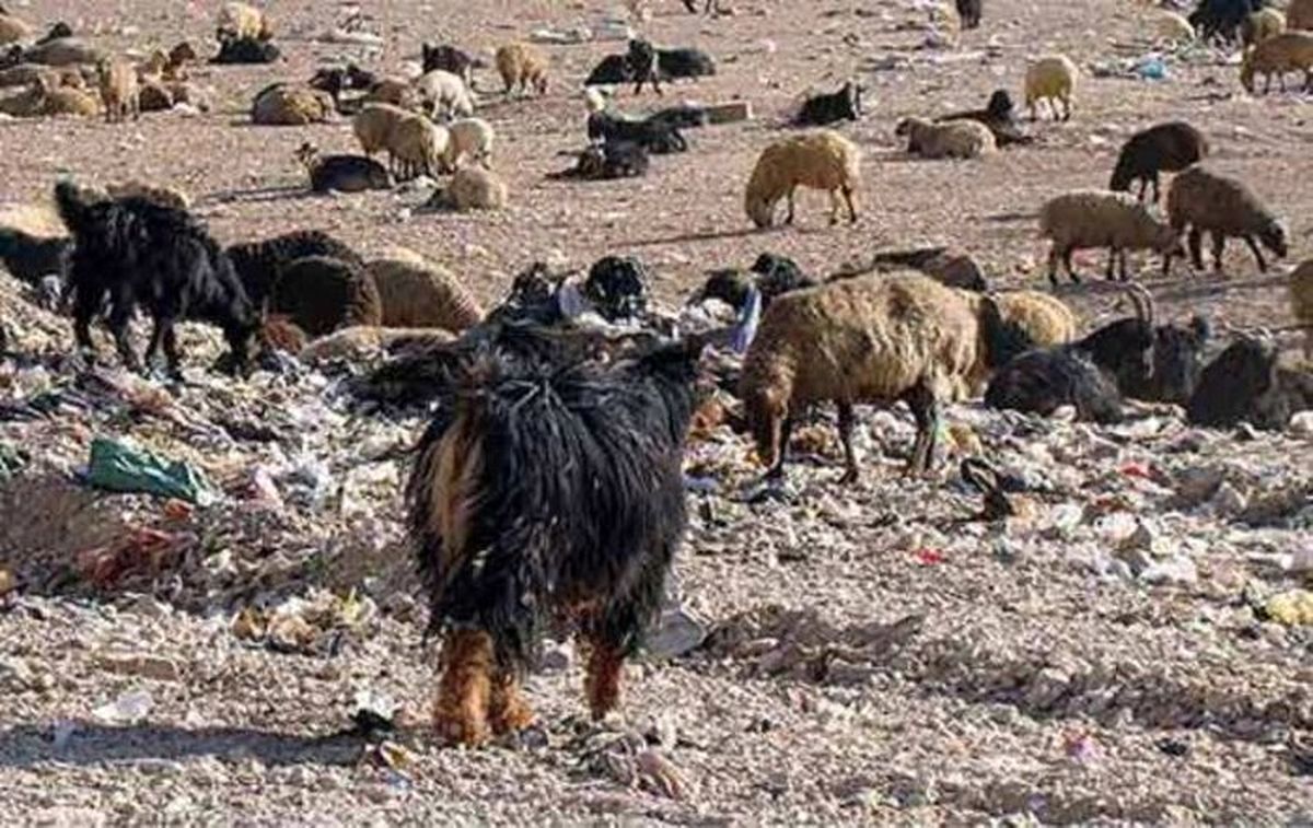 دامهایی که برای سیر کردن خود از هیچ چیز نمیگذرند