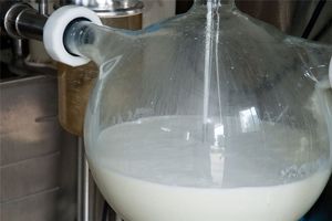 ۲ میلیون و ۳۰۰ هزار تن شیر در کردستان تولید می‌شود