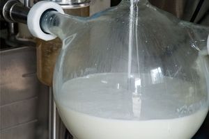 ۲ میلیون و ۳۰۰ هزار تن شیر در کردستان تولید می‌شود
