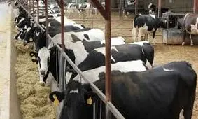 یکی از بزرگترین گاوداری های غرب کشور در کردستان افتتاح شد