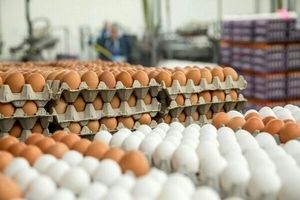 کشف ۳۷ تن تخم مرغ قاچاق در گمرک شهید باهنر بندرعباس