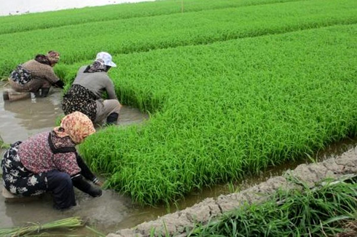 چرا کشت برنج ارقام پرمحصول در شمال گسترش نمی‌یابد
