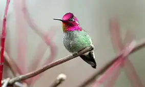 پرنده‌ ۸ میلیون دلاری با قابلیت تعویض ۶۲ رنگ