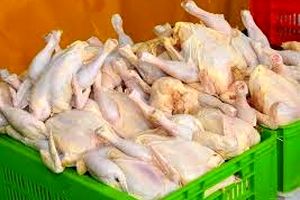 ۷۰هزارتن مرغ تولیدی مازاد استان مرکزی به سایر استان‌ها ارسال می‌شود