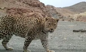 حمله پلنگ یک شهروند تایبادی را زخمی کرد