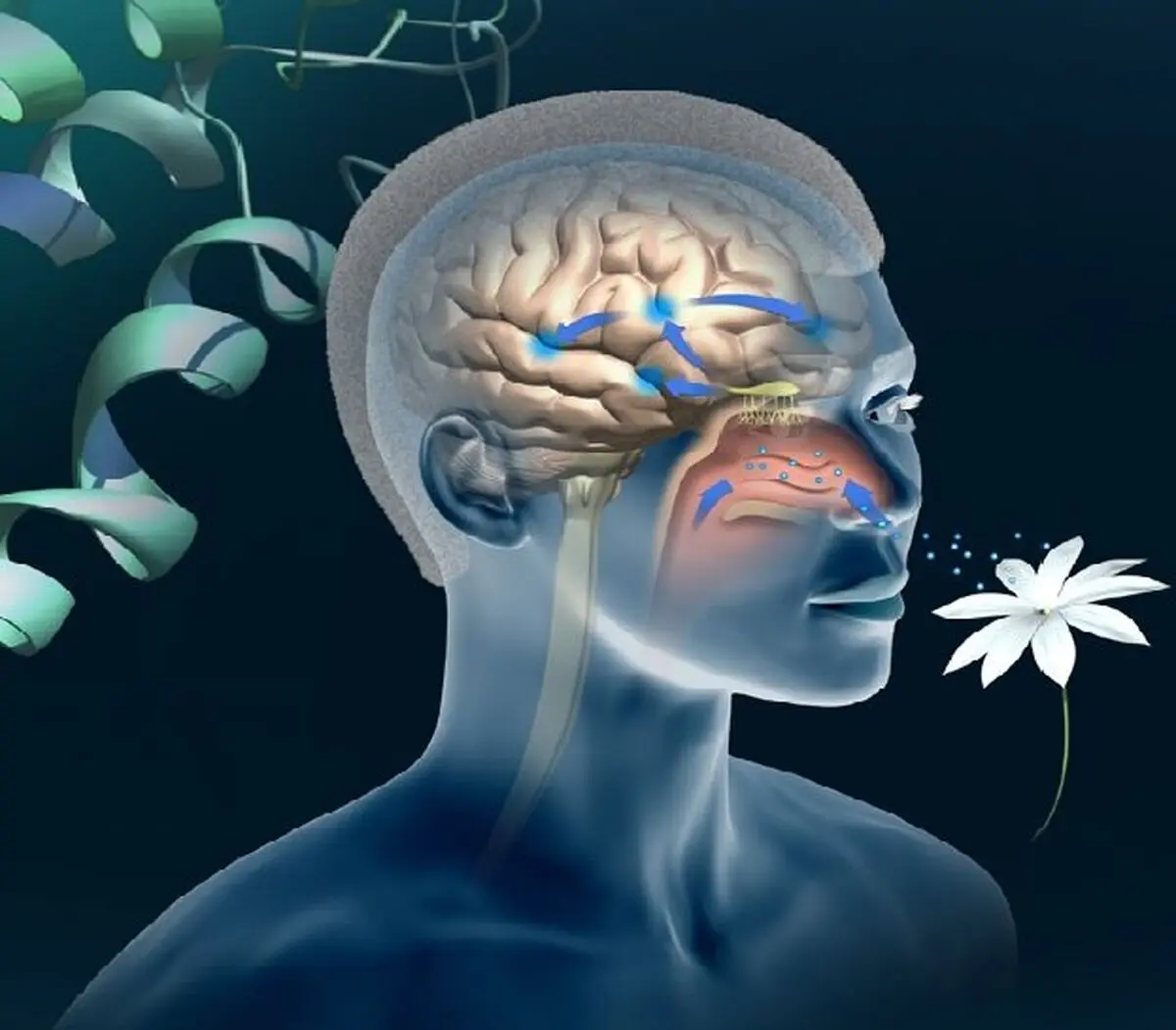 با این تست آلزایمر را زودتر تشخیص دهید
