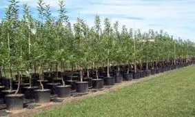 خراسان رضوی صادرکننده نهالهای گواهی‌ شده است