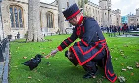 هراس از سقوط پادشاهی انگلیس به دنبال گم شدن یکی از کلاغ‌های برج لندن