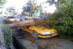 سقوط درخت روی تاکسی