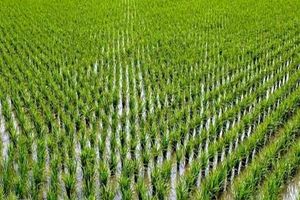 کمیسیون تلفیق بودجه ‌ممنوعیت کشت برنج را لغو کرد