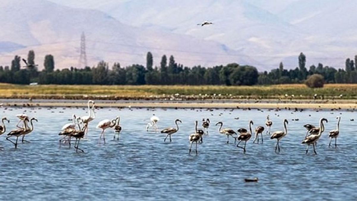 تالابهای لرستان ایمن از آنفلوآنزای فوق حاد پرندگان