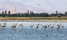 تالاب‌های لرستان ایمن از آنفلوآنزای فوق حاد پرندگان
