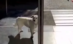 وفاداری عجیب یک سگ به صاحب بیمارش/ ویدئو