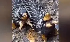 وحشت کاربران از موجودی عجیب‌الخلقه و چندش‌آور/ ویدئو