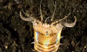 کشف فسیل ۲۰ میلیون ساله یک کرم عظیم‌الجثه