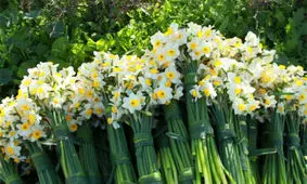 نرگس‌زارهای گله‌دار شهرستان مُهر فارس/ به روایت تصاویر